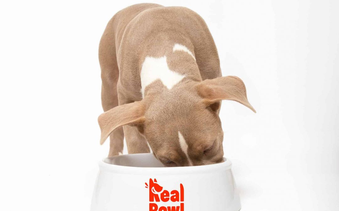 Real Bowl: La Soluzione su Misura per il Tuo Cucciolo in Crescita