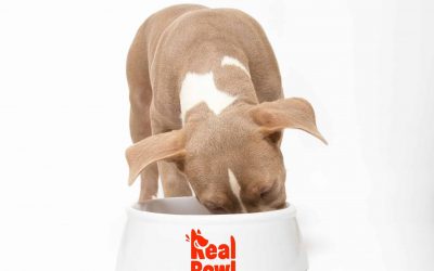 Real Bowl: La Soluzione su Misura per il Tuo Cucciolo in Crescita