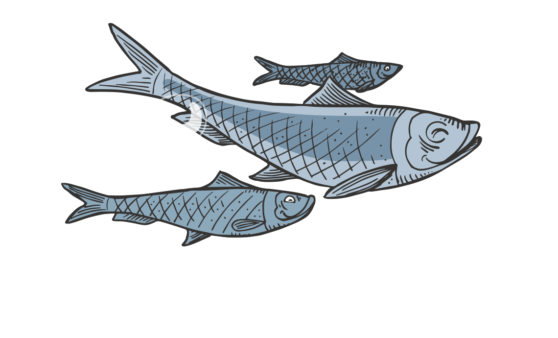 drawing_sardine